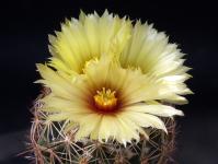 Thumbnail of 0166_Coryphantha cornifera_20120710(1).jpg